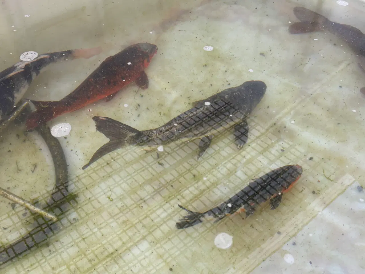 Billede 4 - 5 koikarper BILLIGT!