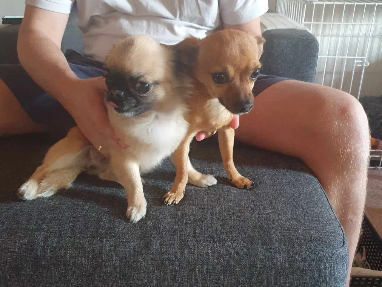 Billede 1 - Chihuahua han og Chihuahua/mops hun