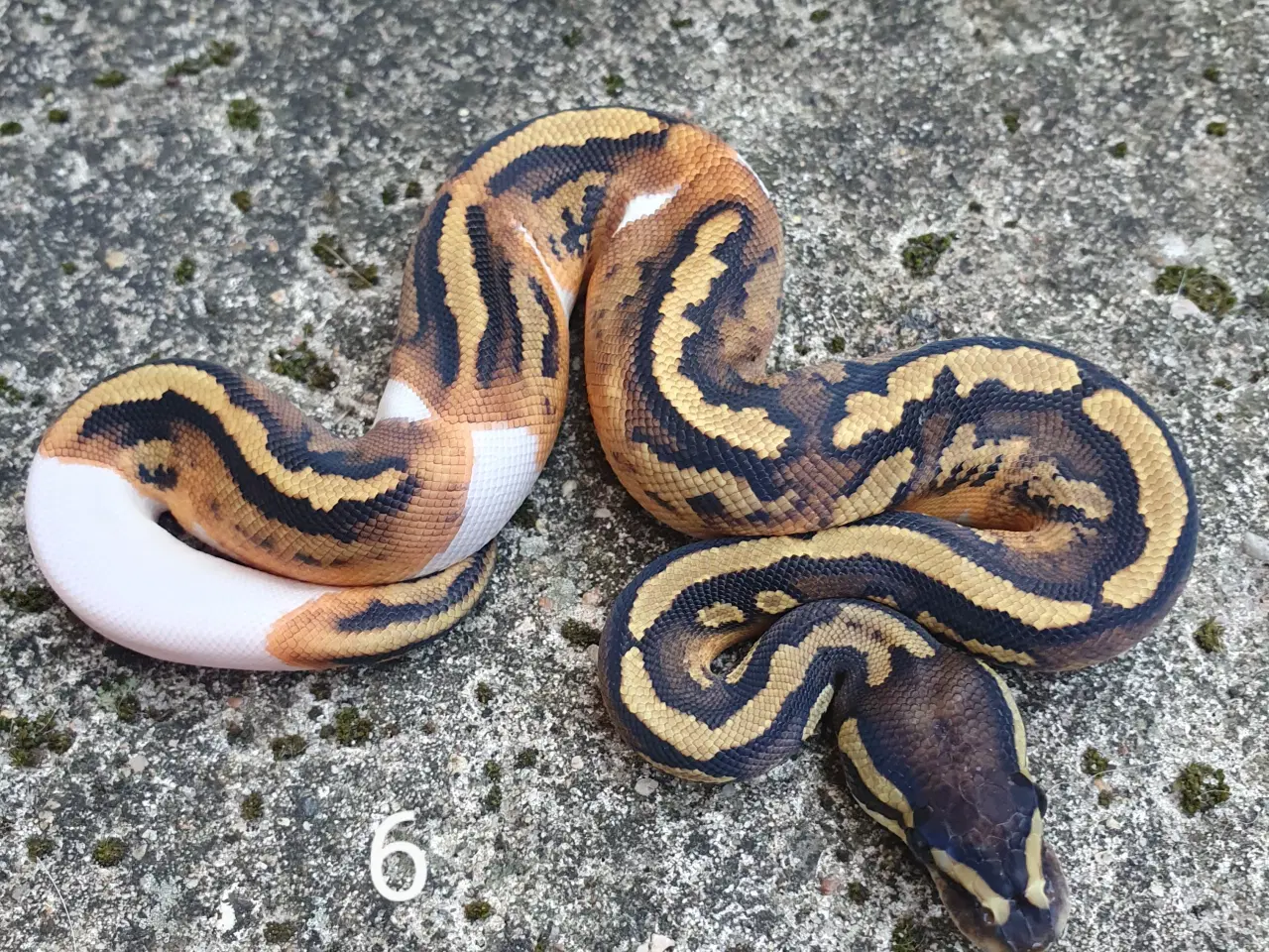 Billede 12 - Pied kongepythons. Opdateret.