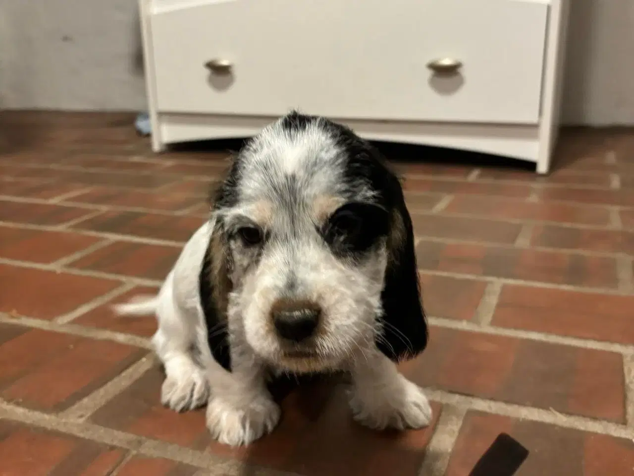 Billede 7 - Cocker spaniel - Blandings hvalpe 