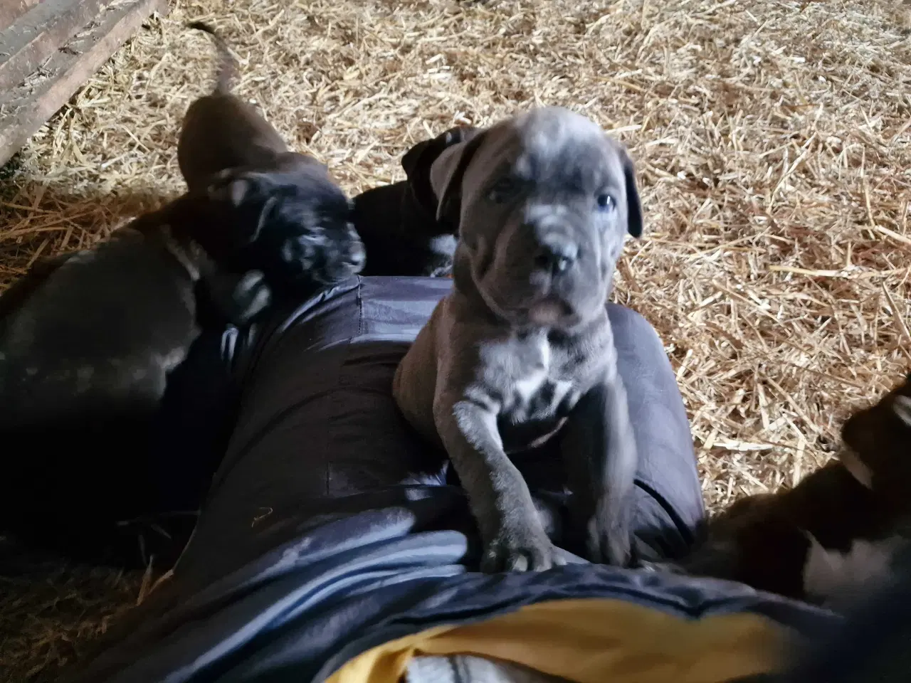 Billede 6 - Cane corso hvalpe
