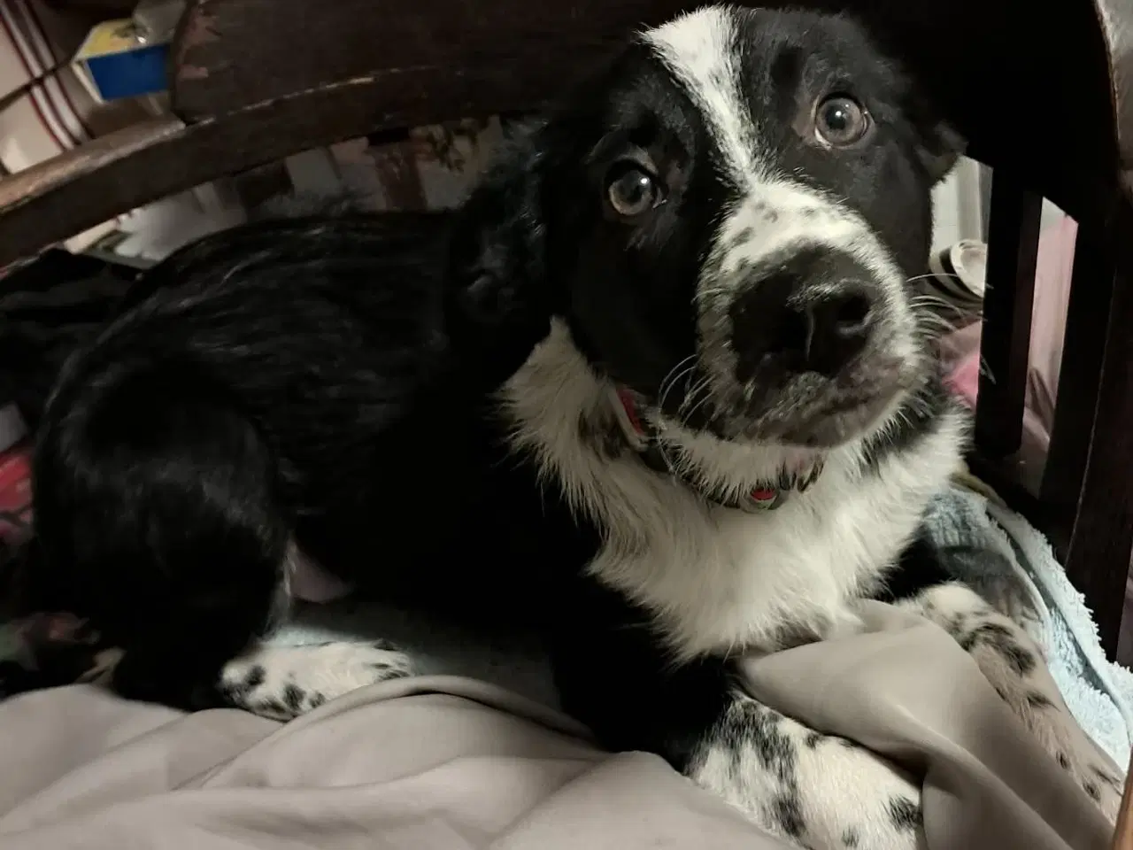 Billede 1 - Border collie tæve