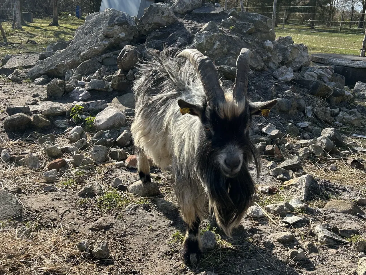 Billede 3 - Dværgged 