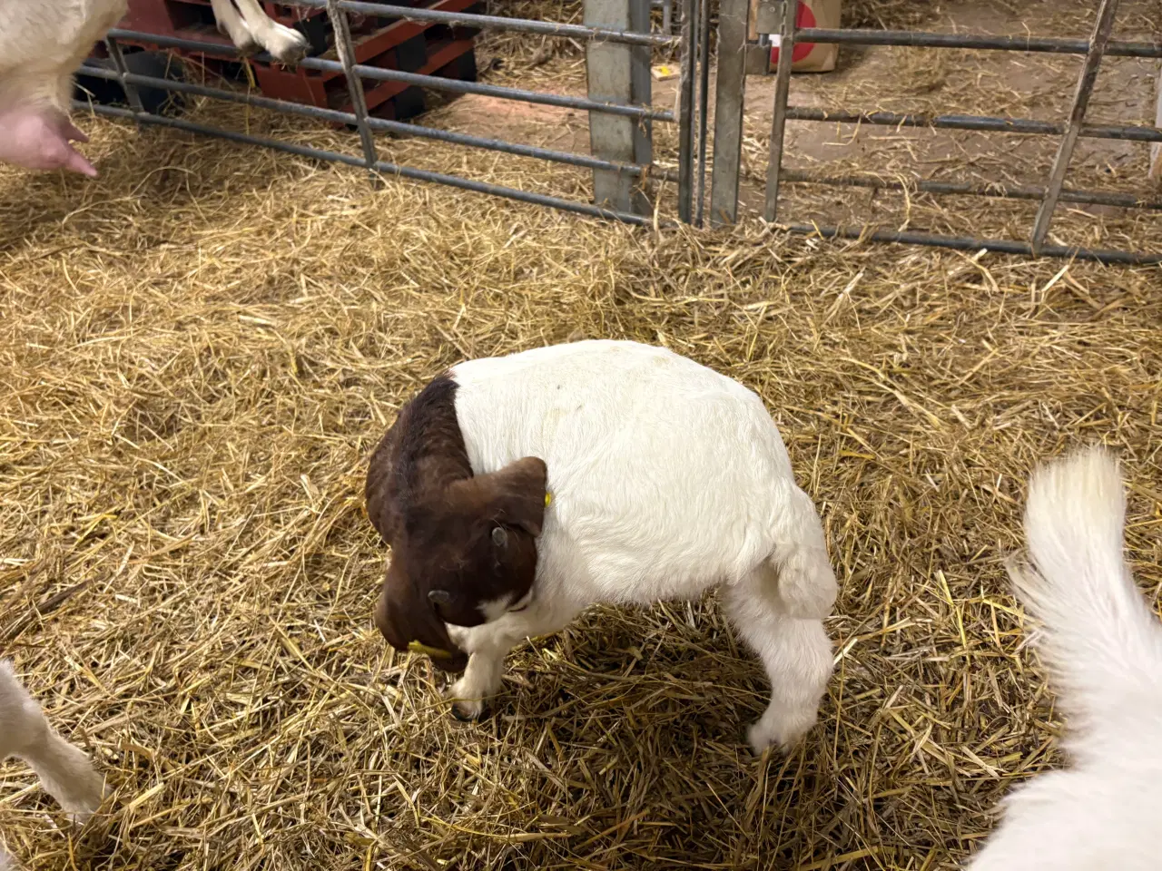 Billede 3 - Boer kid