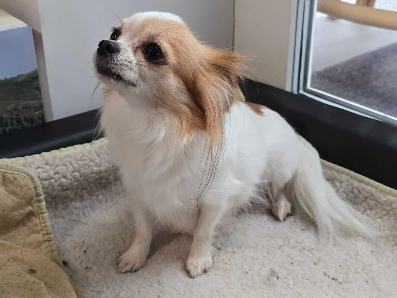 Billede 13 - Chihuahua hvalpe langhåret tæver. 2 stk