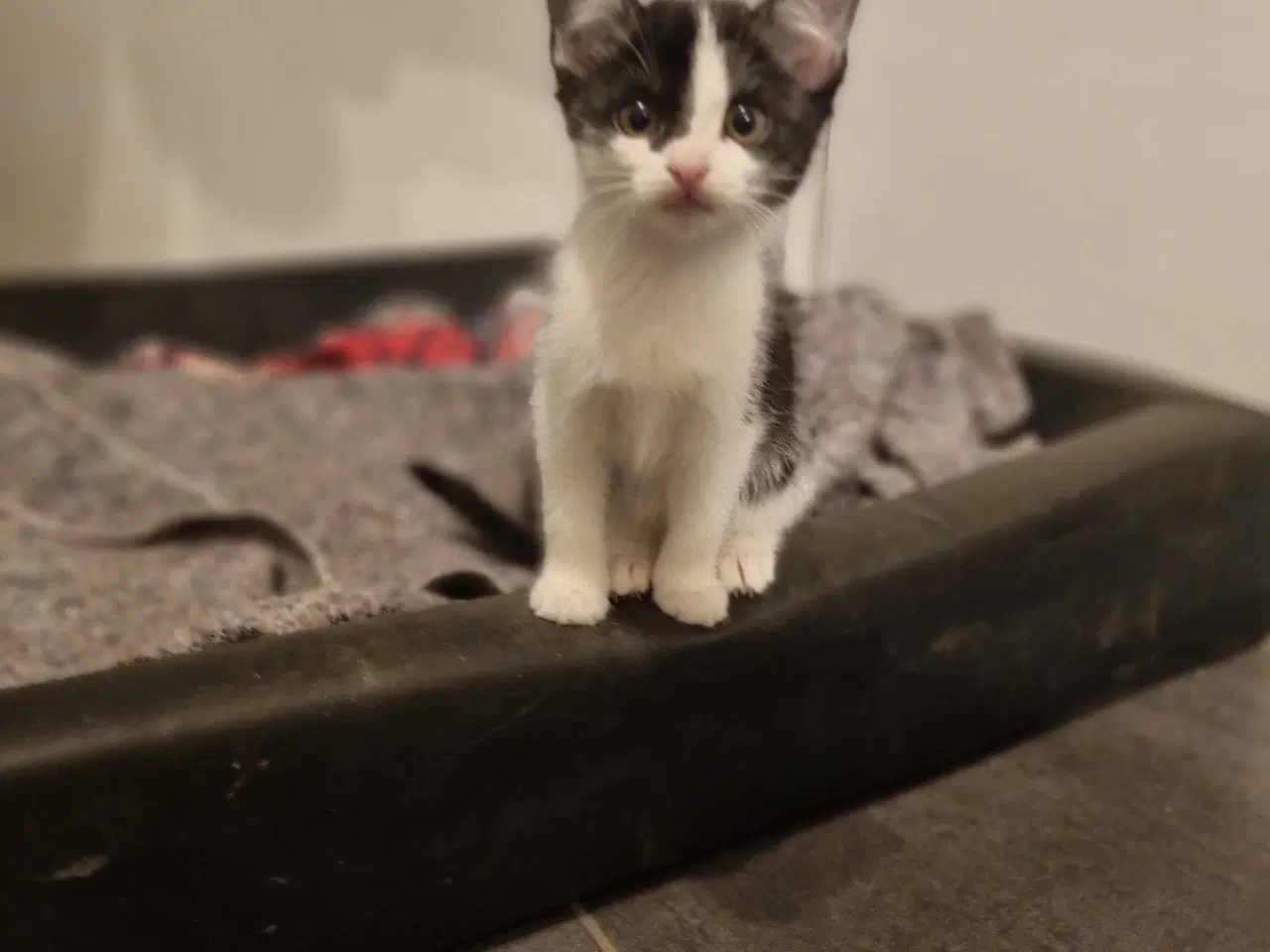 Billede 9 - Søde.killinger til salg