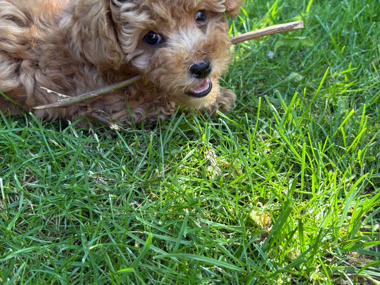 Billede 7 - De dejligste små maltipoo hvalpe