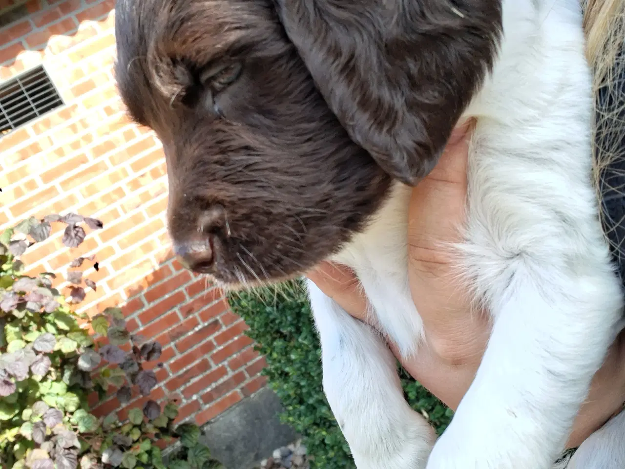 Billede 4 - Engelsk Springer Spaniel og Kleiner Münsterländer 