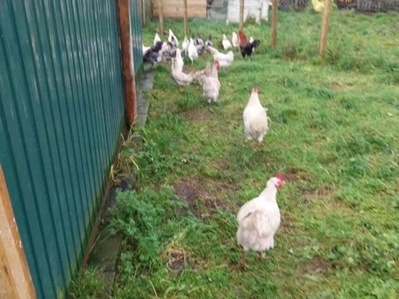 Billede 2 - 30 æg fra fritgående høns 45kr i 6818 Årre