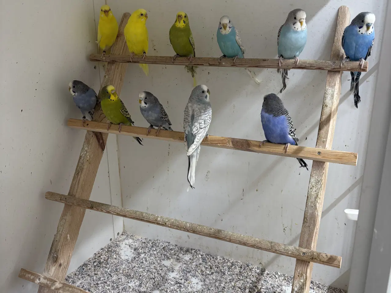 Billede 1 - Australske undulater 