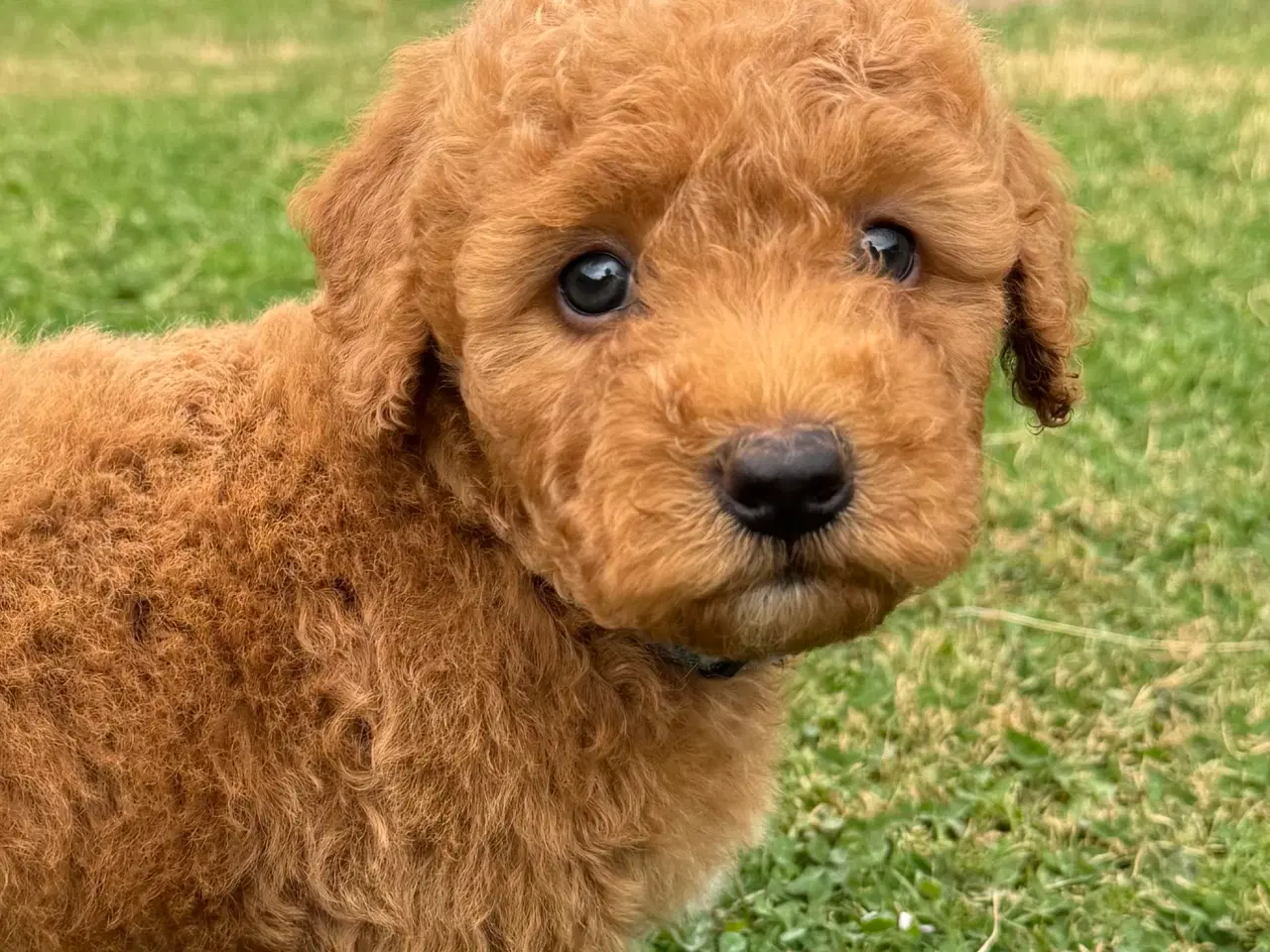Billede 9 - Goldendoodle babyer 🥰🐾