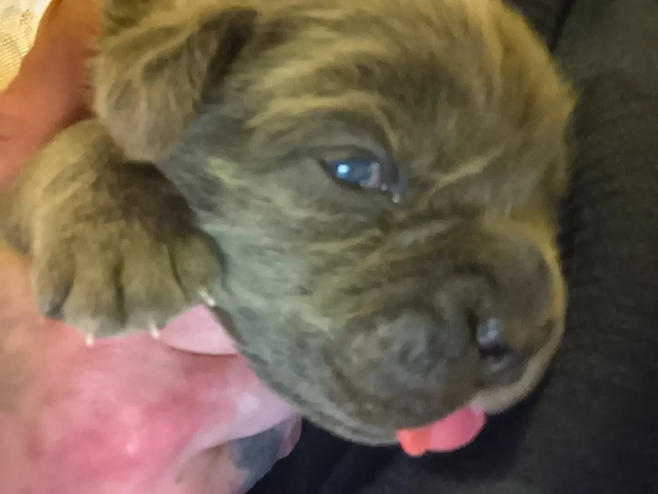 Billede 11 - Cane Corso hvalpe med de sødeste blå øjne 