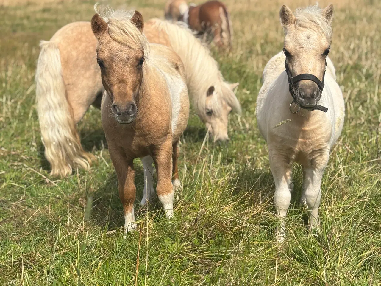 Billede 2 - Palominobroget hingsteføl 
