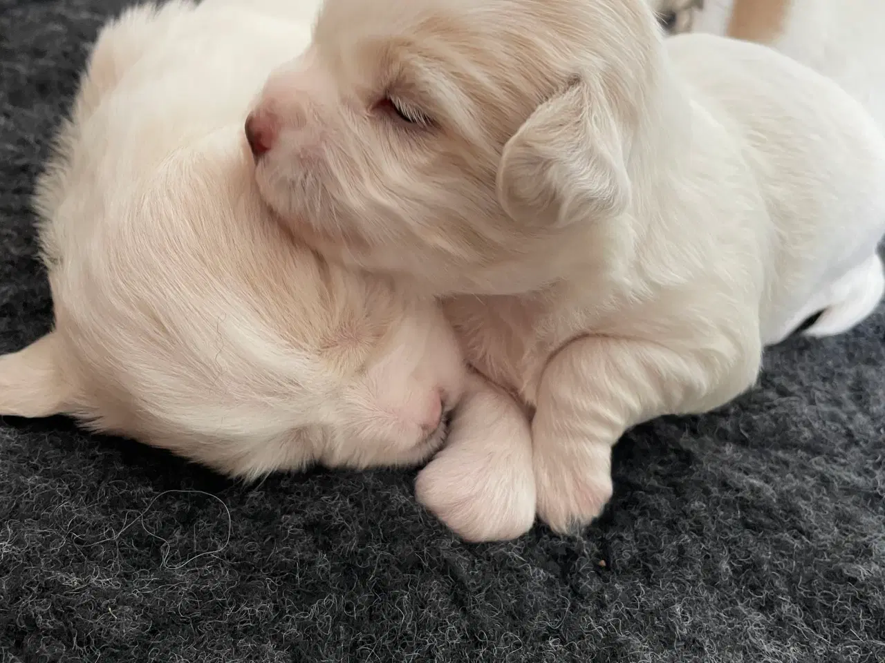 Billede 3 - 3 dejlige coton de tulear hvalpe søger nye familie