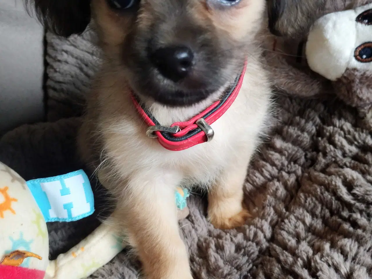 Billede 16 - Dejlige små race blandings hvalpe