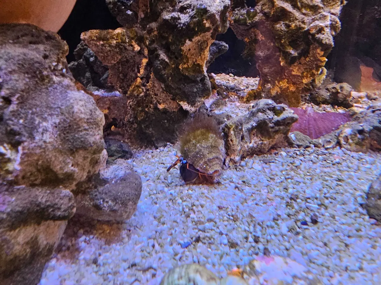 Billede 13 - Red Sea AIO 75 liter saltvandsakvarie