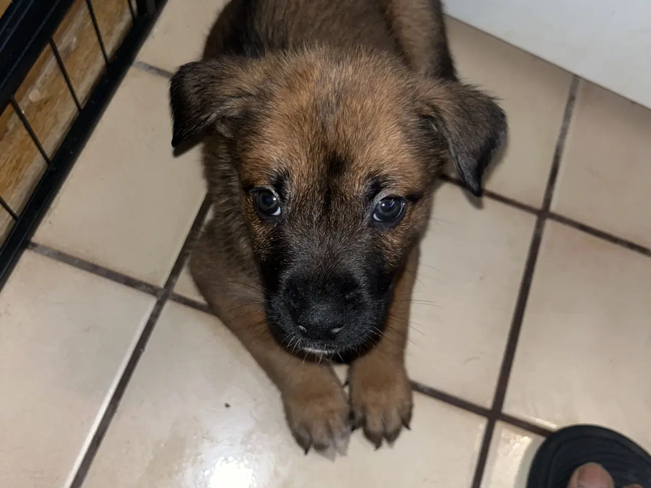 Billede 3 - Race: blanding malinois x staffordshire x Akita 