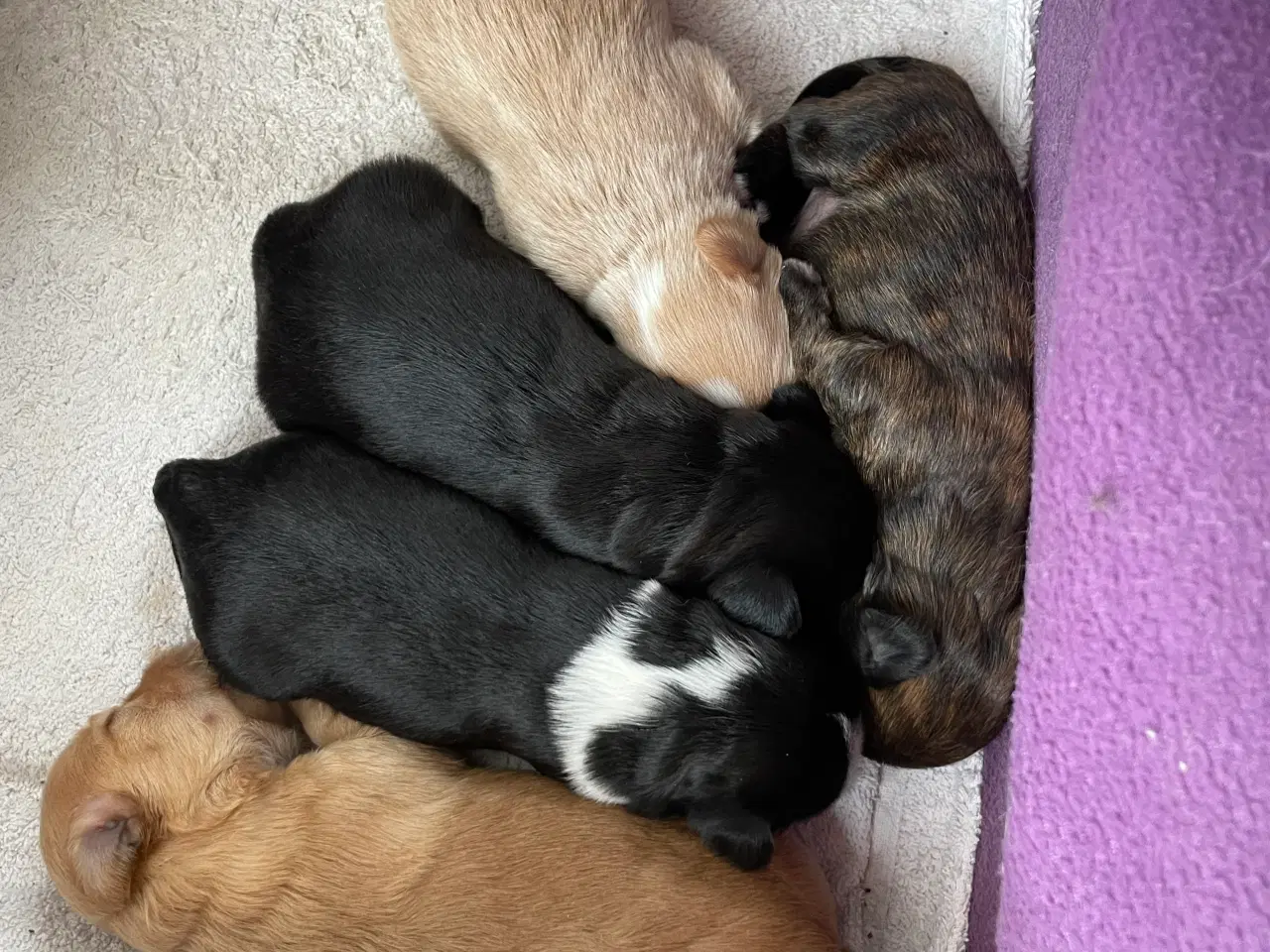 Billede 1 - Hava hvalpe 