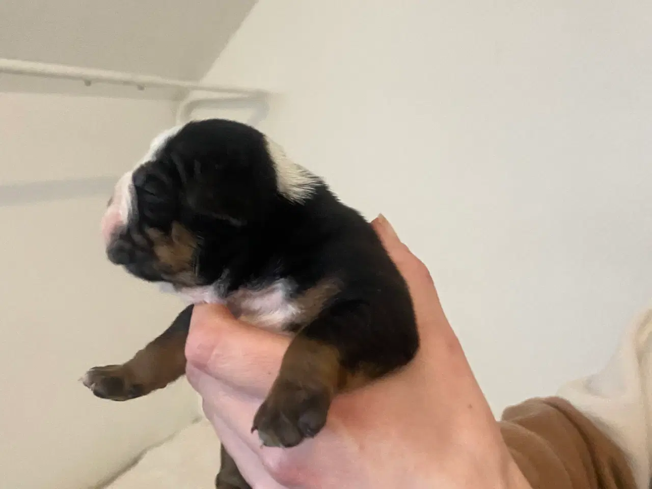 Billede 9 - New english bulldog 