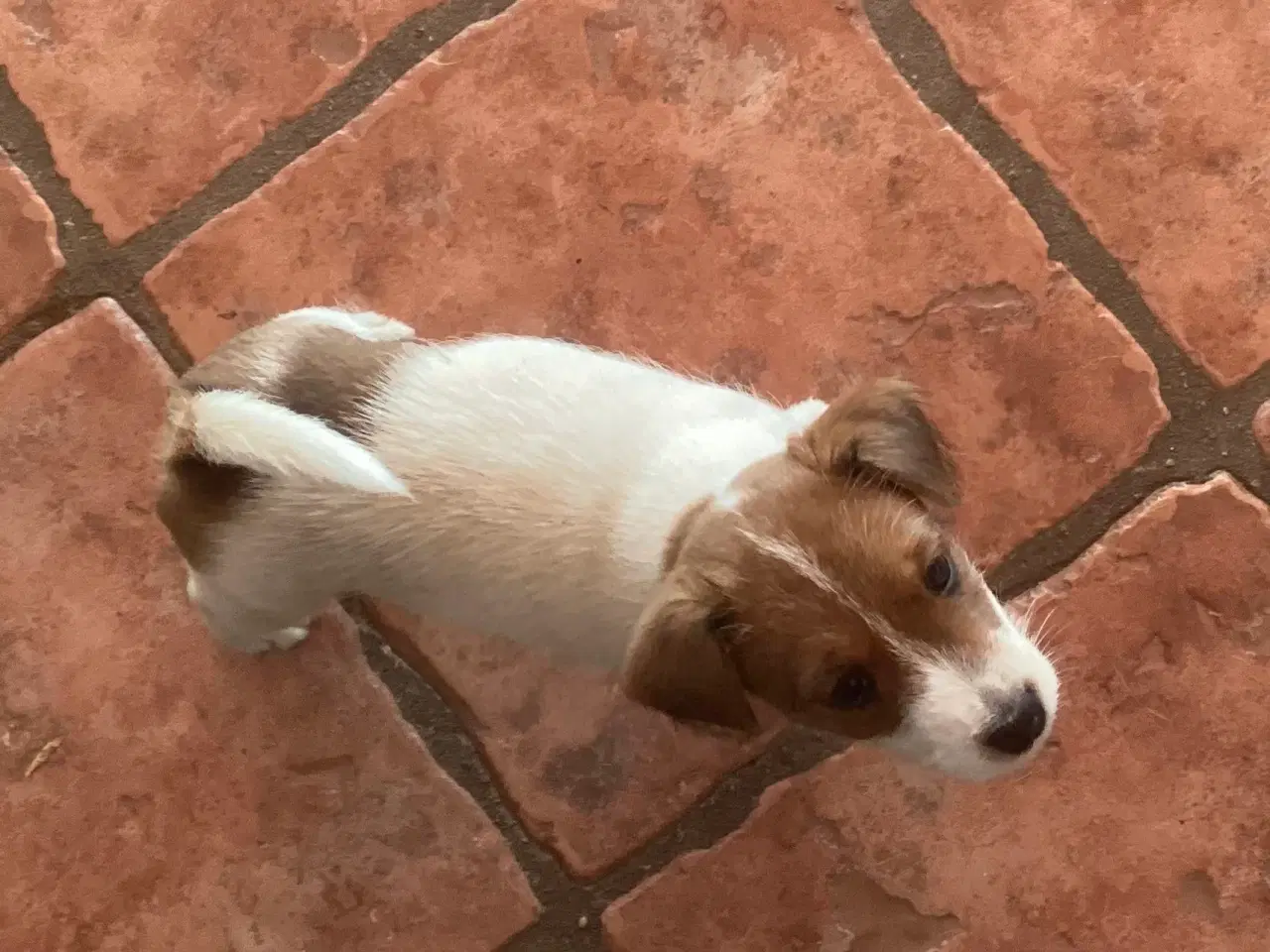 Billede 2 - Jack Russell terrier hvalp