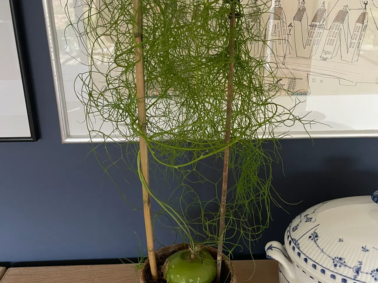 Billede 2 - Boweia volublis, hvidkål med aspagus