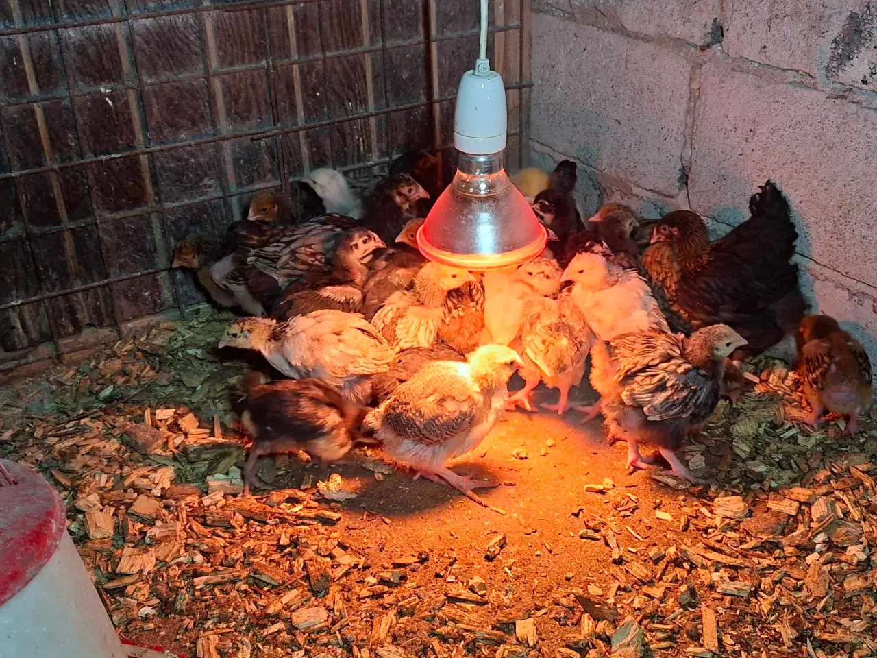 Billede 3 - Kyllinge