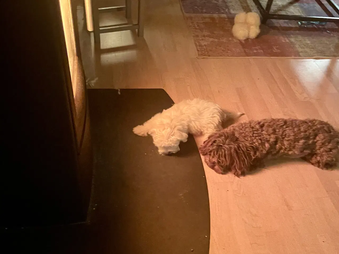 Billede 2 - Malteserhvalp, tæve, 3 mdr