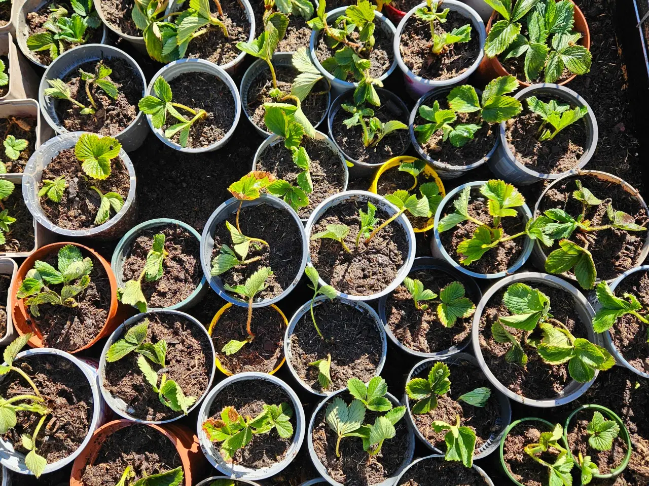 Billede 2 - Jordbær planter med godt rodnet 