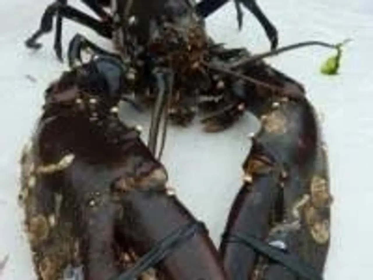 Billede 7 - NYT TILTAG FISKEGARN TIL FLADFISK - PIGHVAR/HUMMER