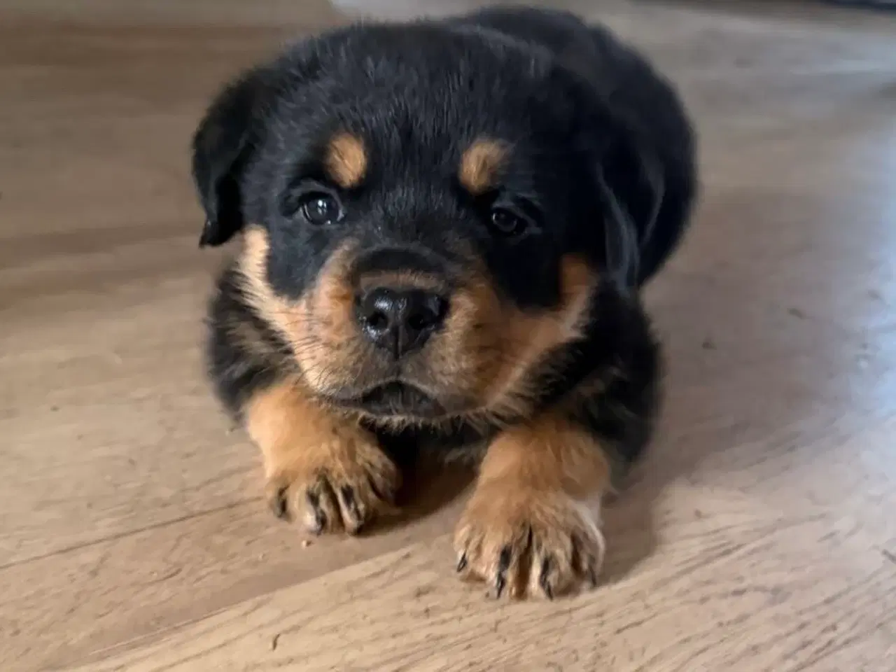 Billede 4 - Tre skønne hvalp til salg!