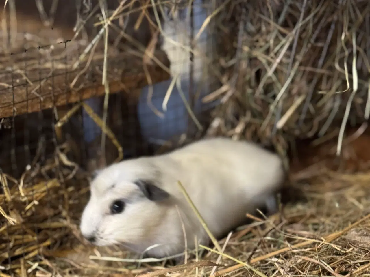 Billede 6 - California Marsvin 