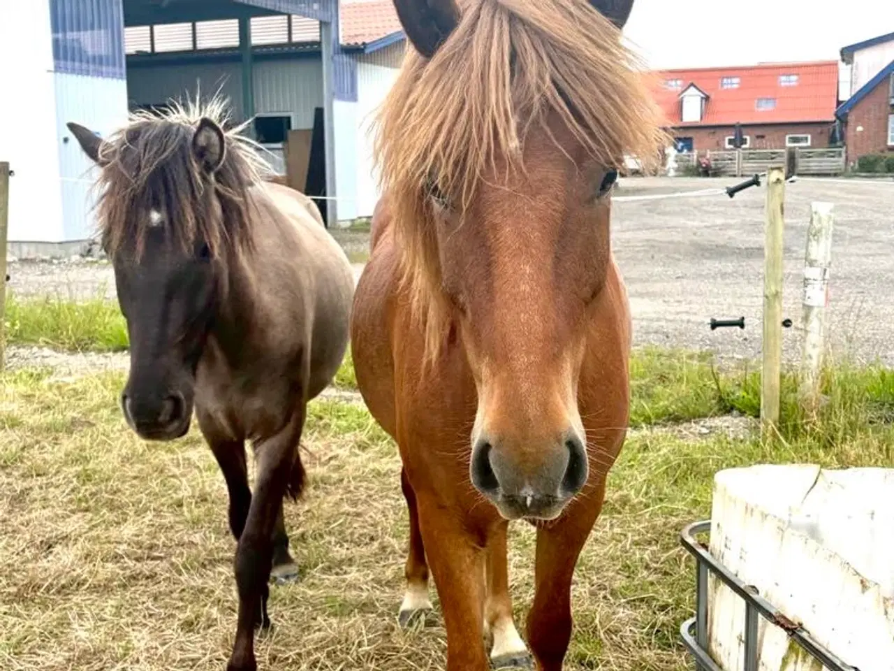 Billede 3 - 3 års islænder vallak sælges