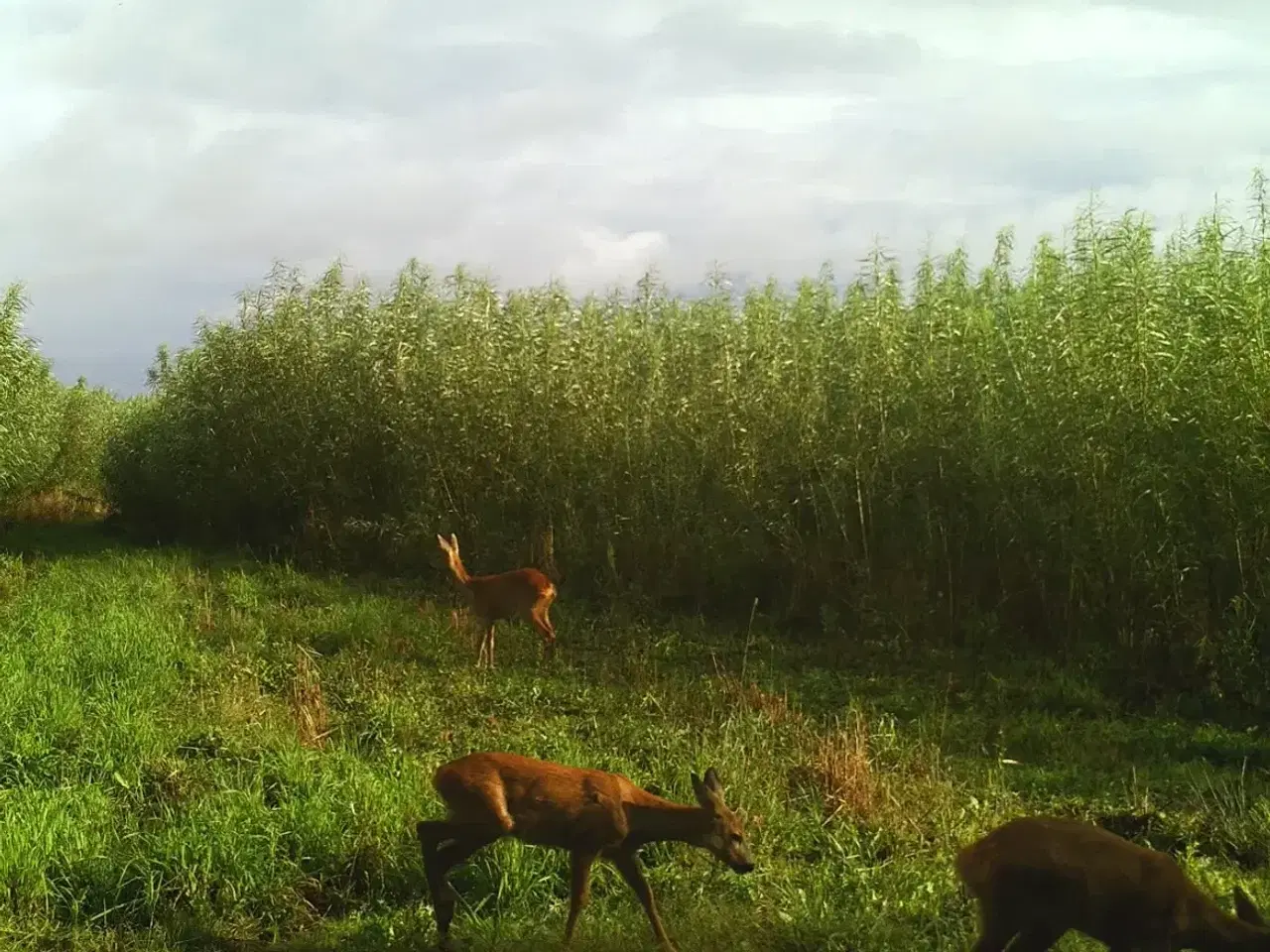 Billede 1 - Energipil - Beplantning