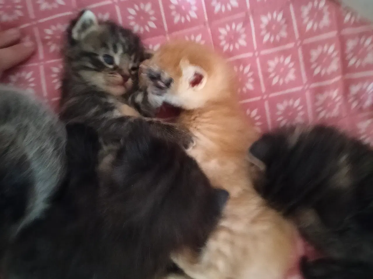 Billede 4 - Killinger Ragdoll/ marinecoon blanding