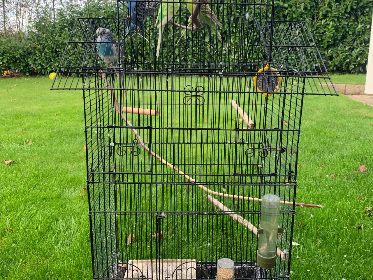 Billede 5 - 7 søde undulater