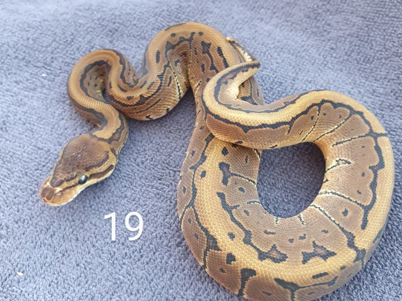 Billede 7 - Pied kongepythons osv.