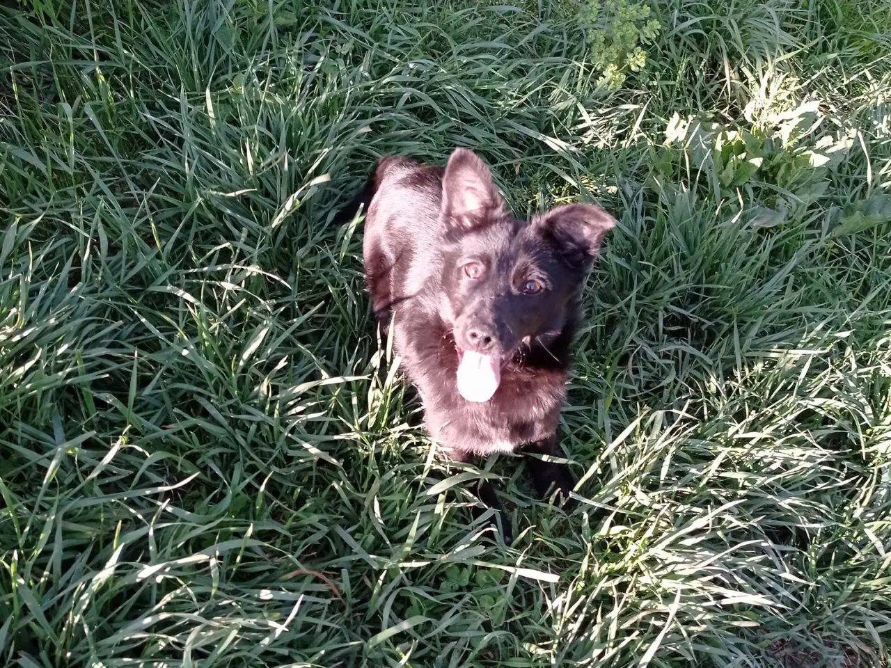 Billede 6 - Negra - super glad lille kærlig pige