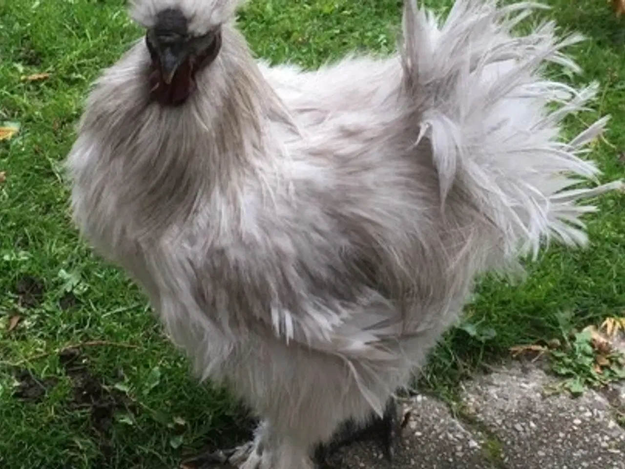 Billede 2 - To smukke unge silkehaner søger flotte damer