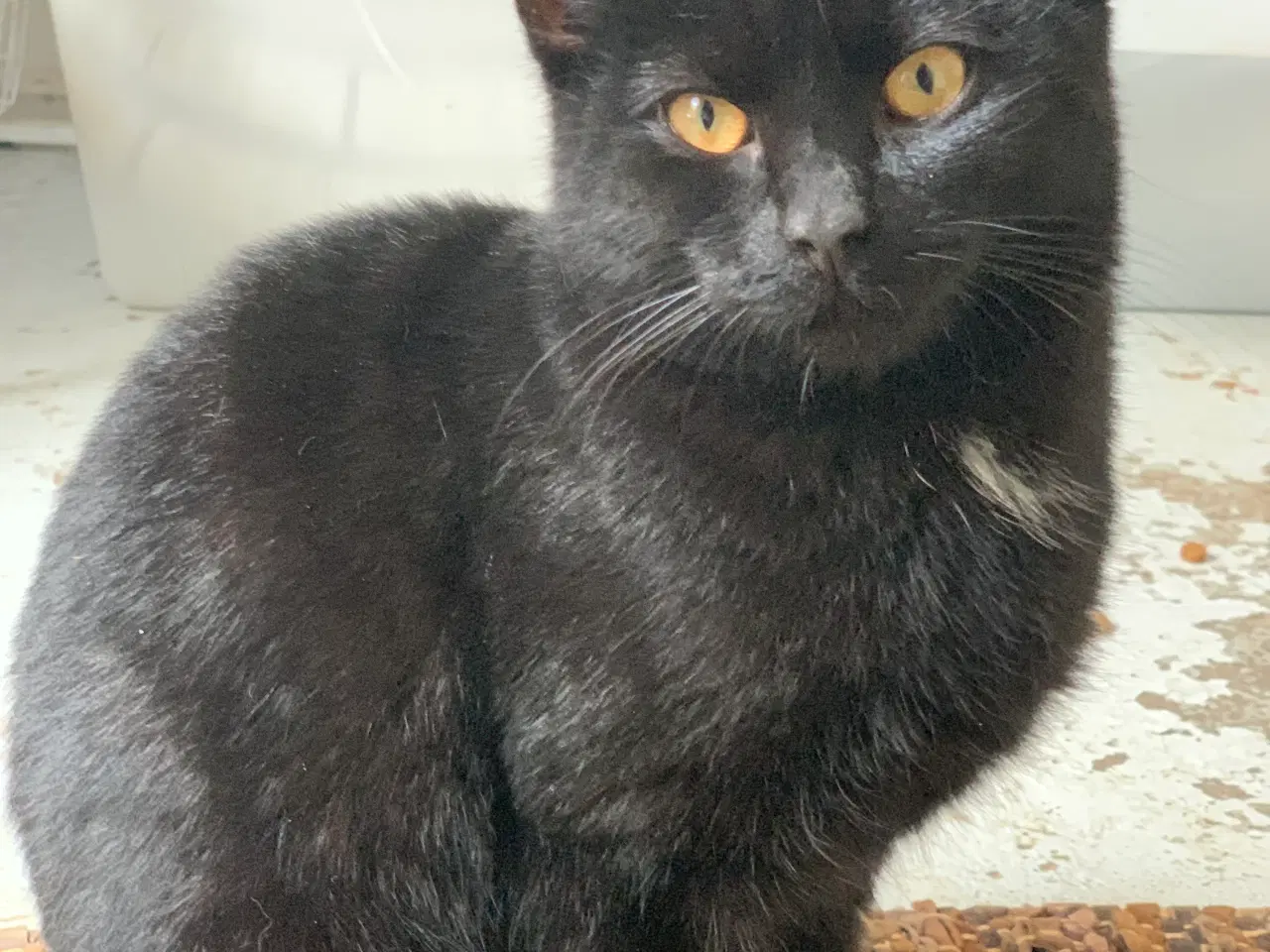 Billede 1 - To dejlige ungkatte søger nyt hjem