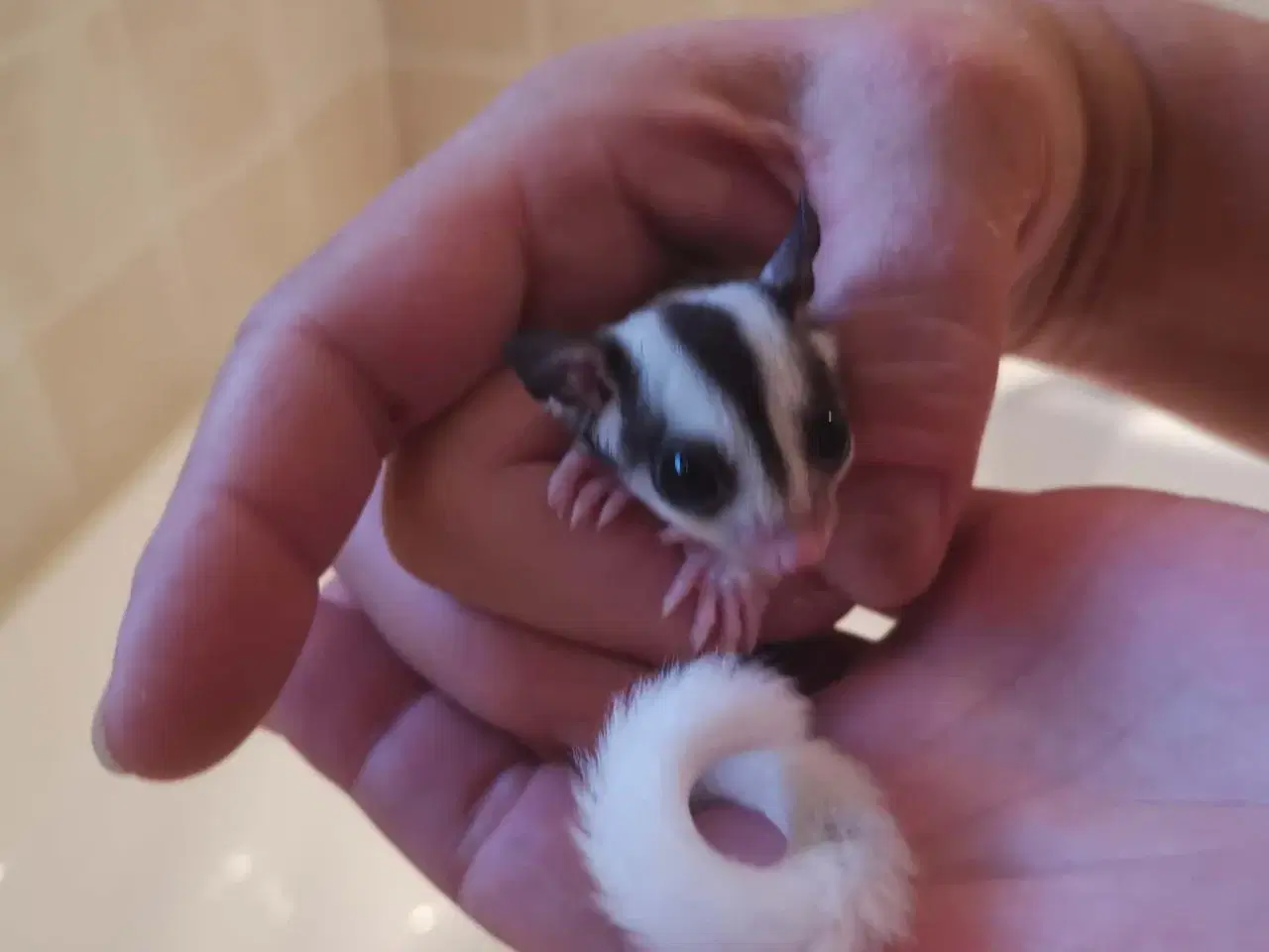 Billede 10 - Sugarglider