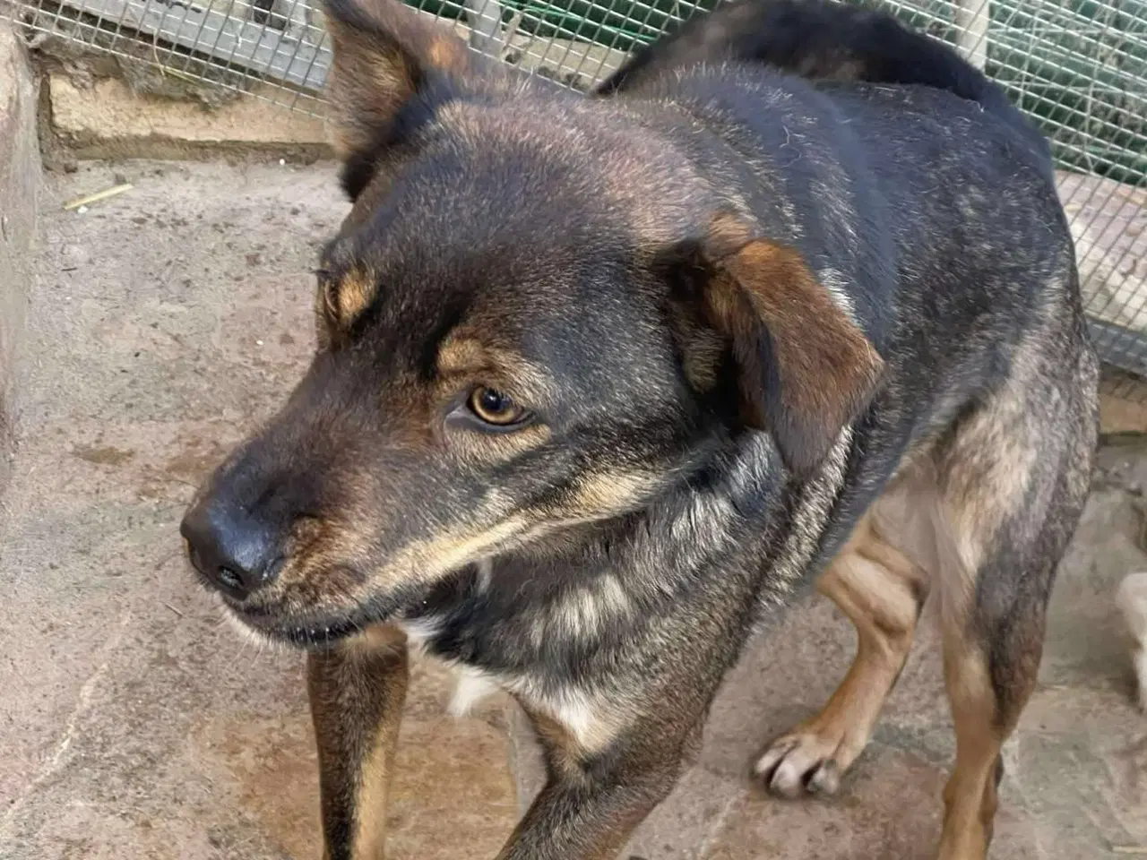 Billede 4 - Søde Edgar søger familie