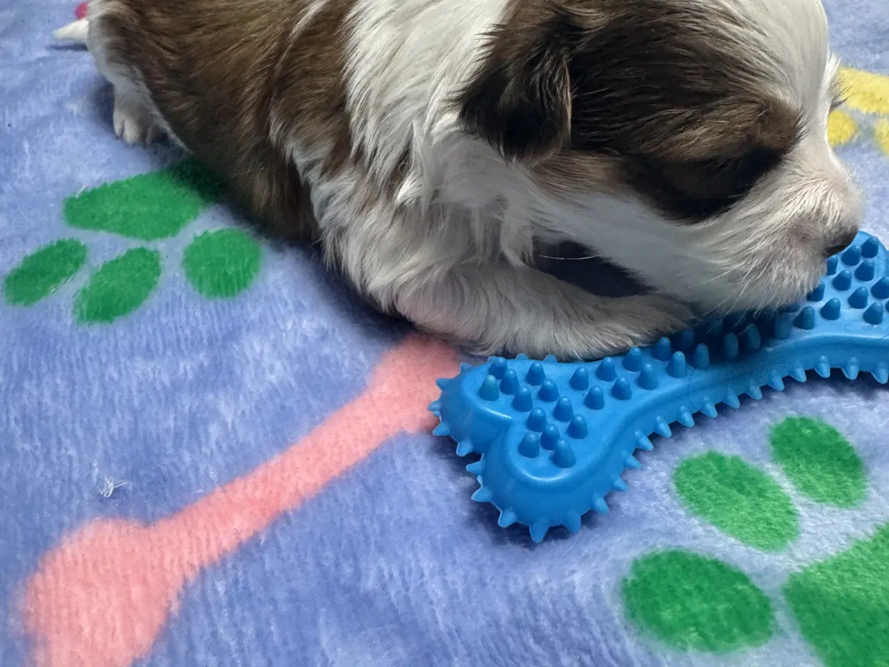 Billede 1 - Bichon havanaiser hvalpe med stamtavle 