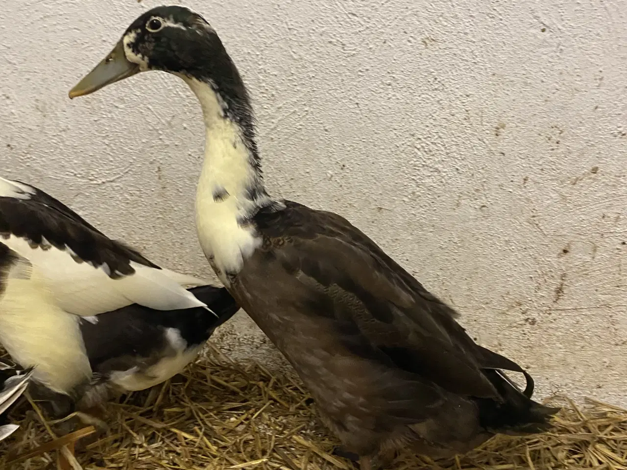 Billede 4 - Søde løbeænder søger nye hjem 🦆💚