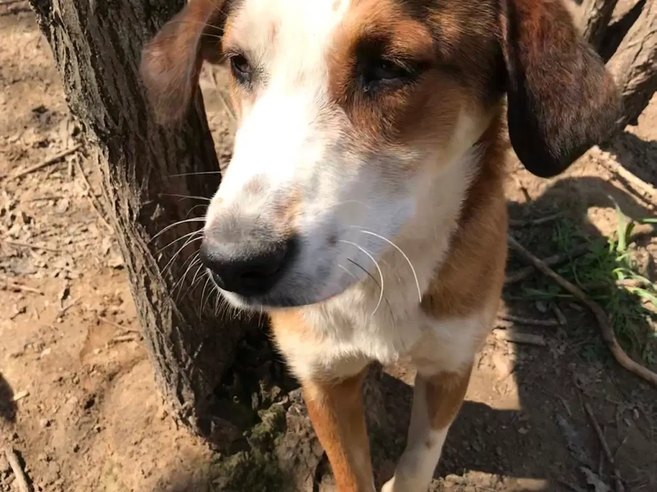 Billede 9 - Henry - med det smukke smil 💙