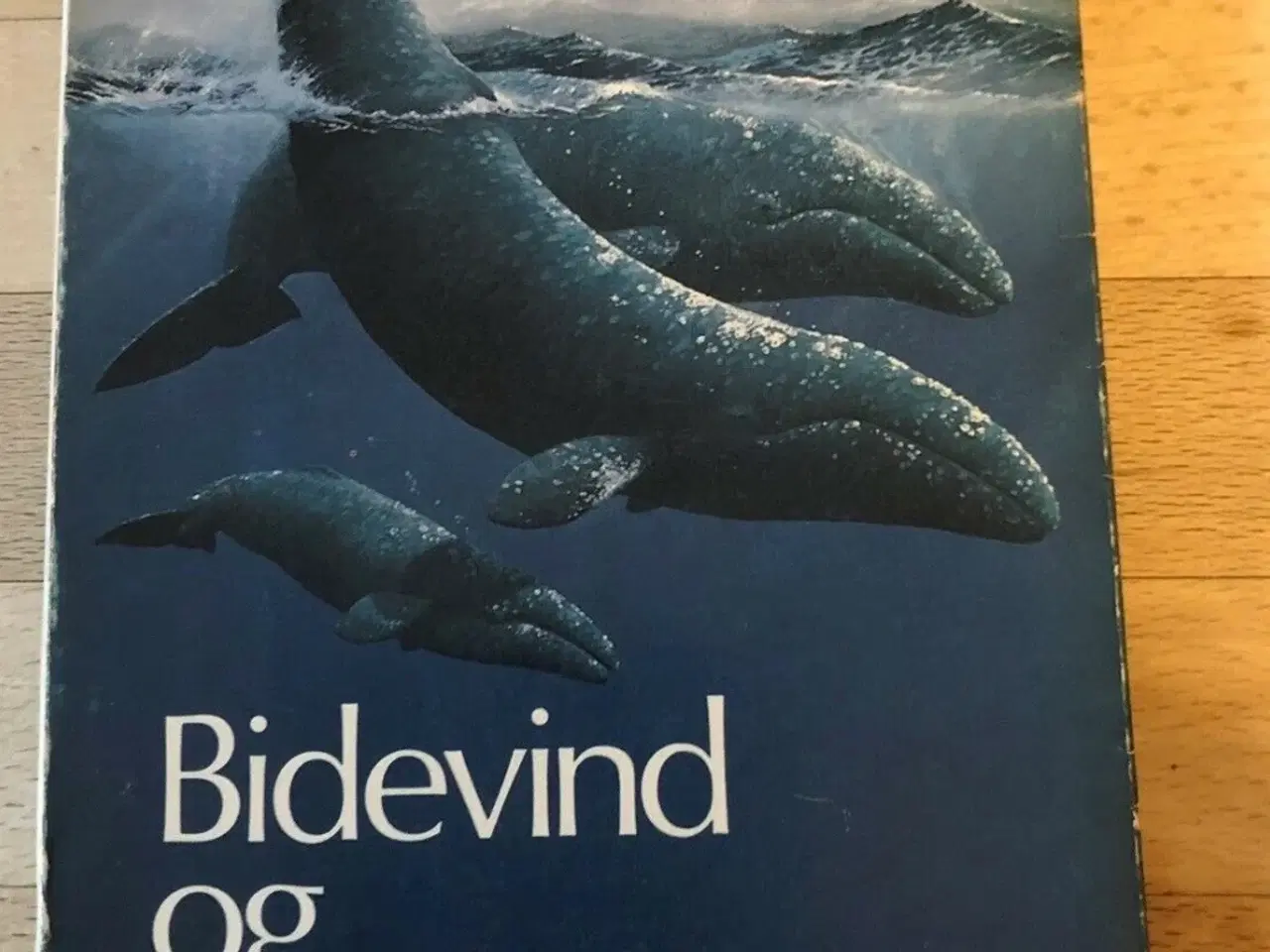 Billede 1 - Bidevind og blåhvaler, Troels Kløvedal