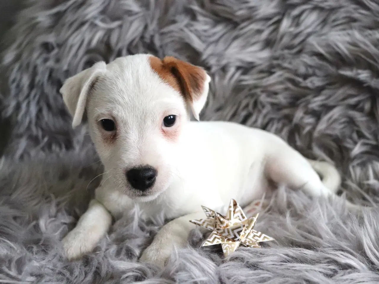 Billede 2 - Jack russell tæve hvalpe