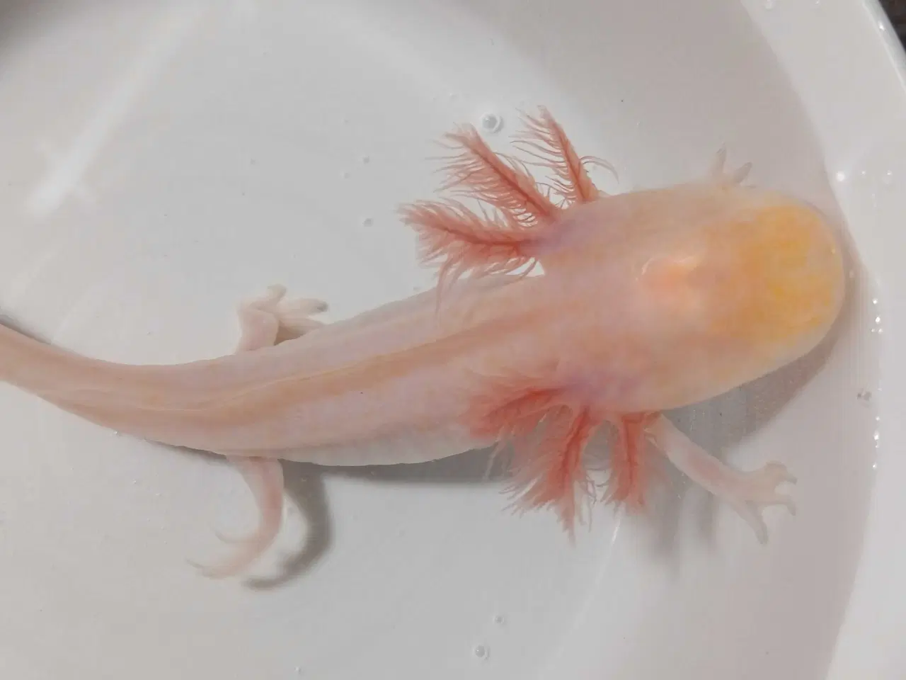 Billede 4 - Mosaik Axolotl 