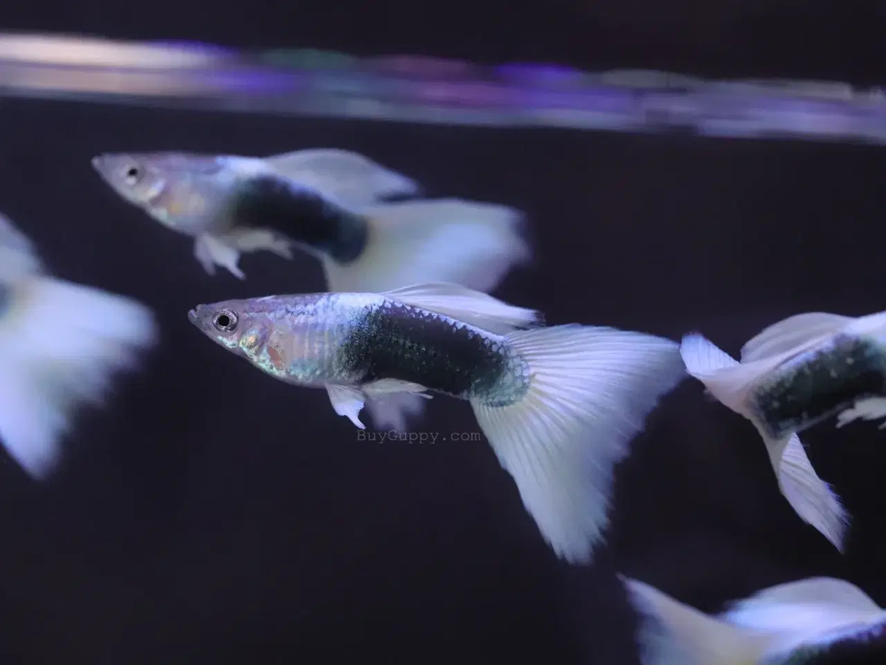 Billede 1 - Guppy par HB White ren stammet