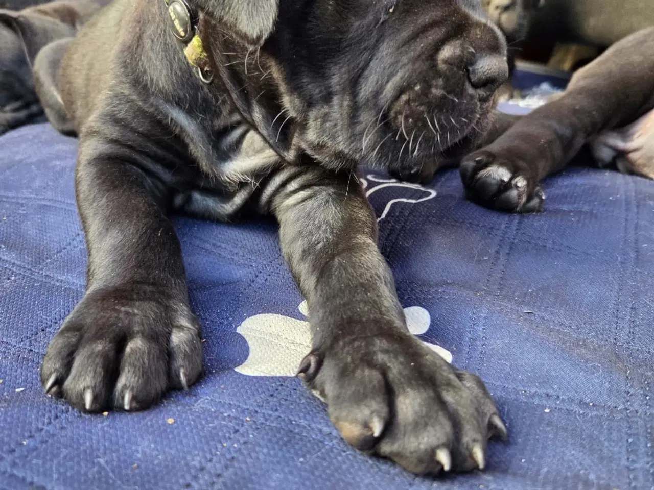 Billede 6 - Cane Corso italiano 
