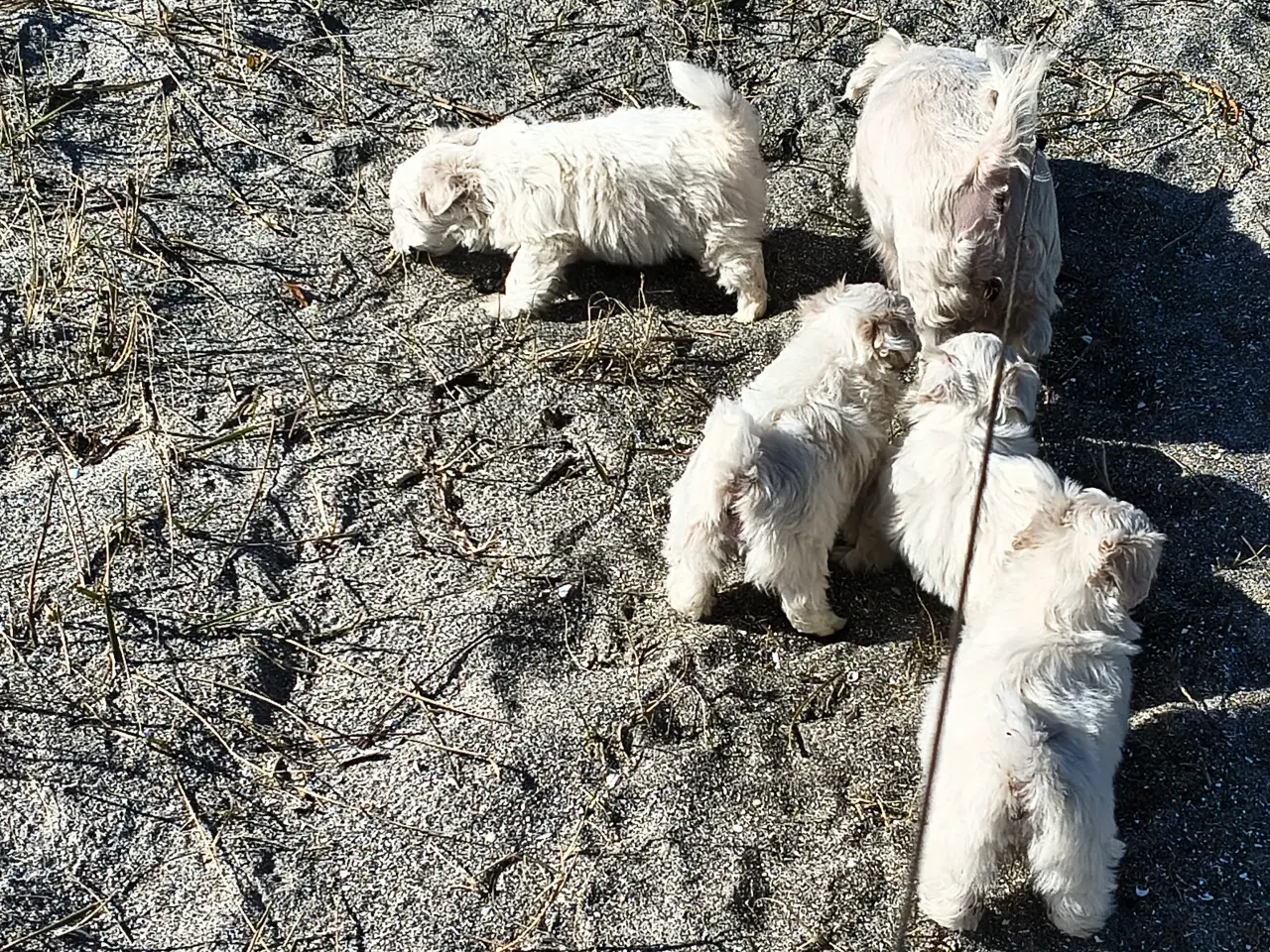 Billede 13 - Maltipoo - malteser hvalpe